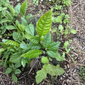 Loquat Fruit Trees Set of 2 Bare Root Seedlings | Eriobotrya japonica | Tropical Edible Evergreen Plants for Garden or Container