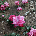 Paradise Hybrid Tea Rose Plant – Lavender Pink Magenta Blooms – 3 Gallon Fragrant Rose Bush for Garden, Borders & Cut Flowers