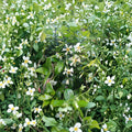 Asian Star Jasmine Plants – 5 Pack Live Vines, Trachelospermum asiaticum, Ground Cover or Climbing Vine, Fragrant Evergreen