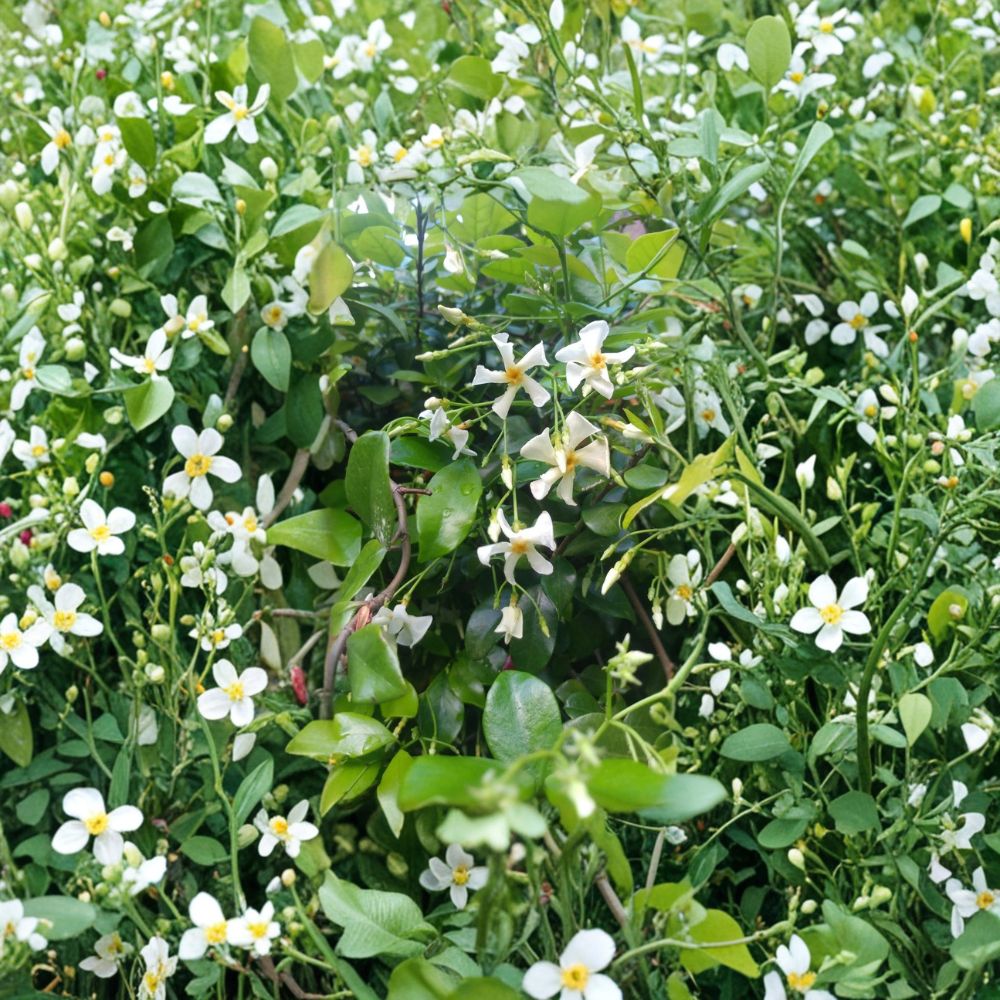 Asian Star Jasmine Plants – 5 Pack Live Vines, Trachelospermum asiaticum, Ground Cover or Climbing Vine, Fragrant Evergreen