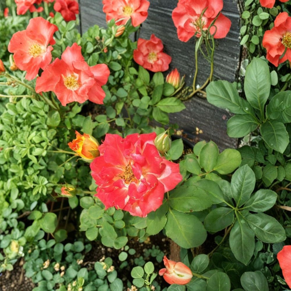 Pinata Rose Live Plant | 5 Gallon Flowering Shrub with Yellow Orange Blooms | Rosa 'Pinata'