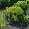 Lady’s Mantle Seeds - Alchemilla mollis Hardy Perennial for Borders & Pollinator Gardens, 100 Seeds