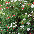 White Geranium Seeds – 25+ Pelargonium Trevor’s White Flowering Seeds for Garden, Patio & Containers