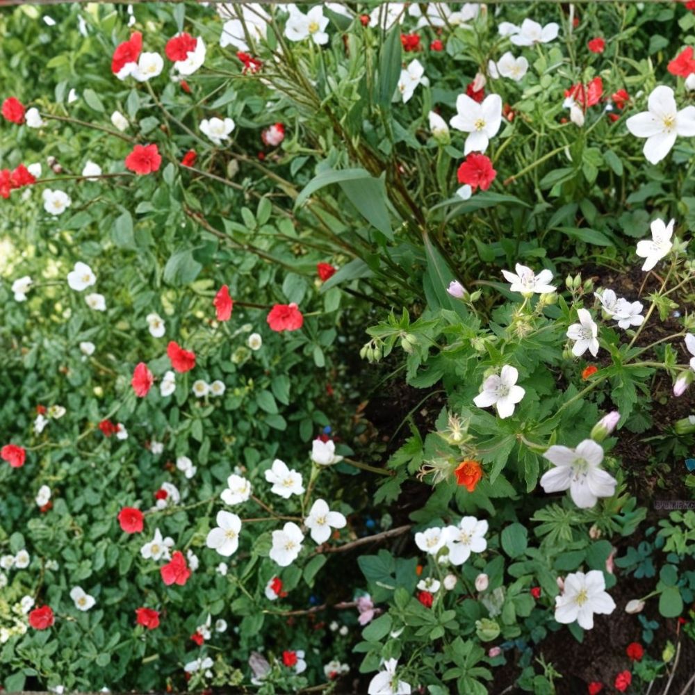 White Geranium Seeds – 25+ Pelargonium Trevor’s White Flowering Seeds for Garden, Patio & Containers