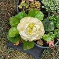 Set of 2 Live Jasmine Plants | Double Bloom Arabian Jasmine | Jasminum sambac | Fragrant White Flowers | Indoor & Outdoor