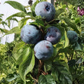 Catalina Plum Tree Live Plant | Japanese Prunus salicina | Large Dark Purple Fruit | Midseason Harvest | Backyard Orchard Tree