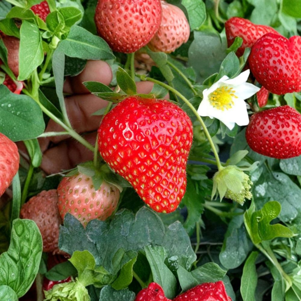 Benikahime Strawberry Plants – Bare Root 6 Pack Japanese Premium Fragaria × ananassa Sweet Creamy Flavor