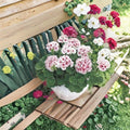 Geranium Maverick Star Seeds – Blush Pink Flowers with Deep Pink Eye – Pelargonium x hortorum – 100 Seeds for Garden & Container