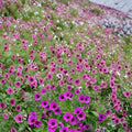 Bressingham Flair Geranium Seeds – Pelargonium Flower Seeds for Gardens, Containers & Borders, 25+ Premium Seeds