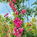 Seven Sisters Rose Live Plant | Pink Rambler Climbing Rose | Fragrant Cottage Garden Vine | Rosa multiflora