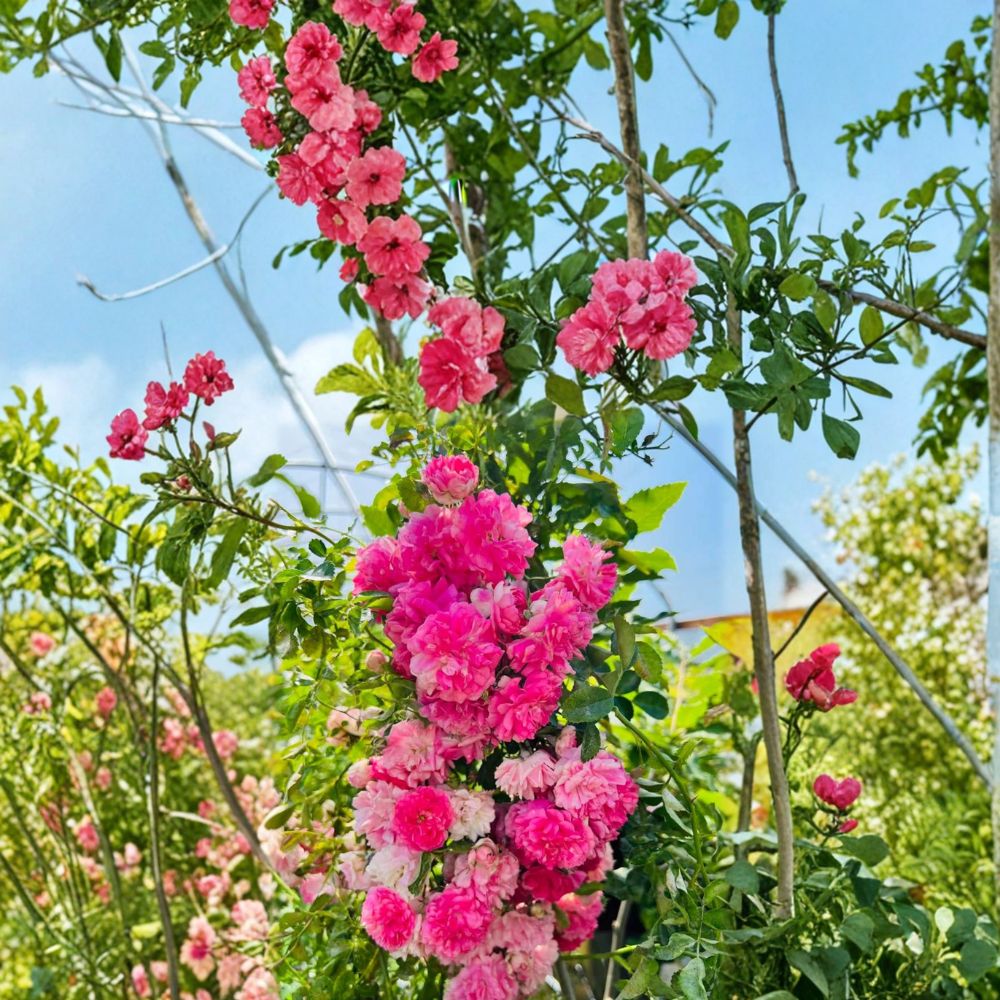 Seven Sisters Rose Live Plant | Pink Rambler Climbing Rose | Fragrant Cottage Garden Vine | Rosa multiflora