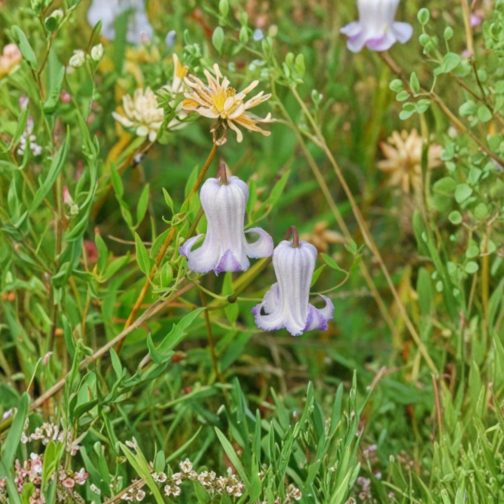 Clematis crispa Seeds – Native Climbing Vine with Multi-Toned Blooms, Pollinator-Friendly, Curly Swamp Leatherflower, Blue Jasmine, 5 Seeds