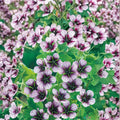 Salome Geranium Seeds – 25+ Colorful Pelargonium x hortorum Flower Seeds for Containers, Gardens & Baskets