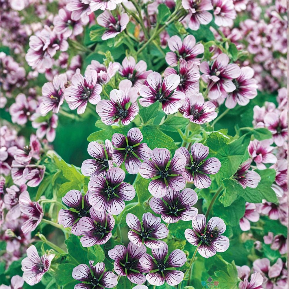 Salome Geranium Seeds – 25+ Colorful Pelargonium x hortorum Flower Seeds for Containers, Gardens & Baskets