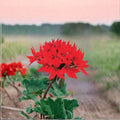 Quantum Red Geranium Seeds – F1 Pelargonium Bright Red Star Flowers for Garden, Patio & Containers