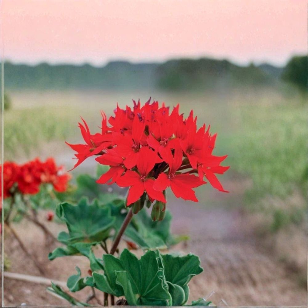 Quantum Red Geranium Seeds – F1 Pelargonium Bright Red Star Flowers for Garden, Patio & Containers
