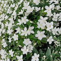 Asian Snow Jasmine Live Starter Plant | Fragrant White Blooms | Wrightia antidysenterica | Indoor & Outdoor