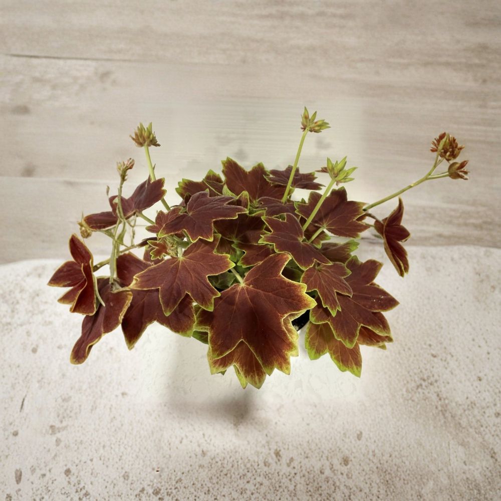 Vancouver Centennial Brocade Geranium Live Plant in 4 Inch Pot, Colorful Patio Flower, Fancy Leaf Pelargonium