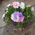 Double Soft Pink Ivy Geranium Cuttings – Pelargonium peltatum, Trailing Flowering Plant for Baskets & Containers