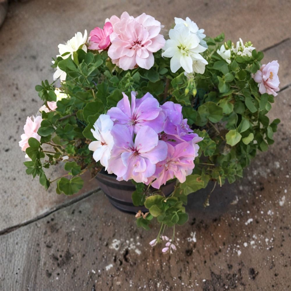 Double Soft Pink Ivy Geranium Cuttings – Pelargonium peltatum, Trailing Flowering Plant for Baskets & Containers