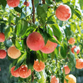 Hujing Honey Peach Tree Live Plant | Yangshan Peach | Juicy, Sweet Fruit | Prunus persica | Early Summer Harvest