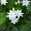 Live Arabian Jasmine Plant – Fragrant White Flowers, 15 Inches, Jasminum sambac, Indoor Outdoor Vining Plant