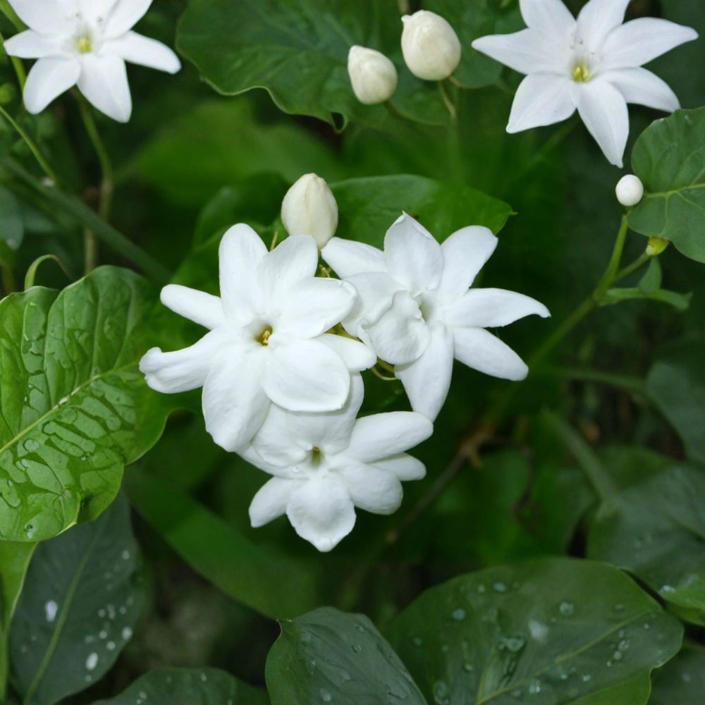 Live Arabian Jasmine Plant – Fragrant White Flowers, 15 Inches, Jasminum sambac, Indoor Outdoor Vining Plant