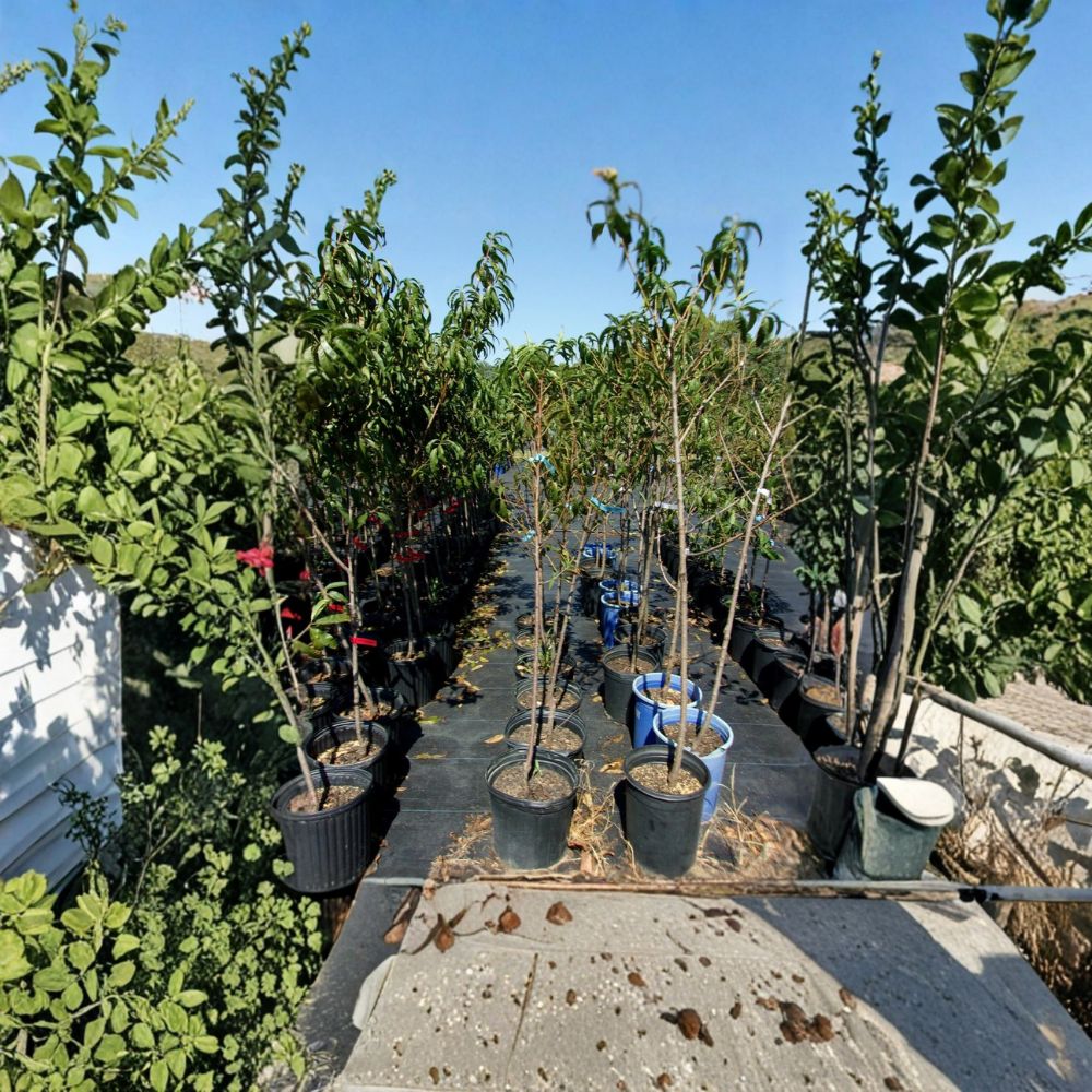 Derby Peach Tree – Live Fruit Tree | 4–6 Feet Tall | Sweet Juicy Semi-Freestone Peaches | Prunus persica