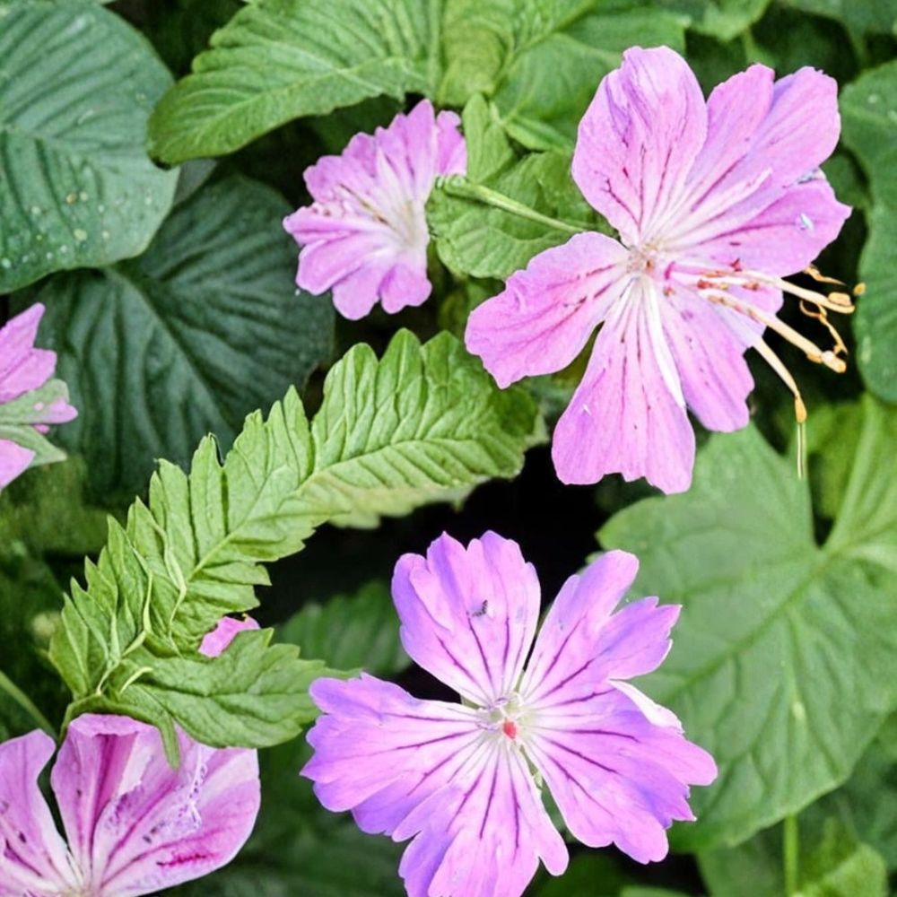 Hexham Feathers Geranium Seeds – 25+ Hardy Perennial Flower Seeds for Borders, Containers, Cottage Gardens | Geranium spp.