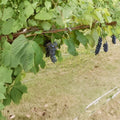Black Manukka Seedless Grape Vine – Live 1-Gallon Vitis vinifera Self-Fertile Deciduous Fruit Plant