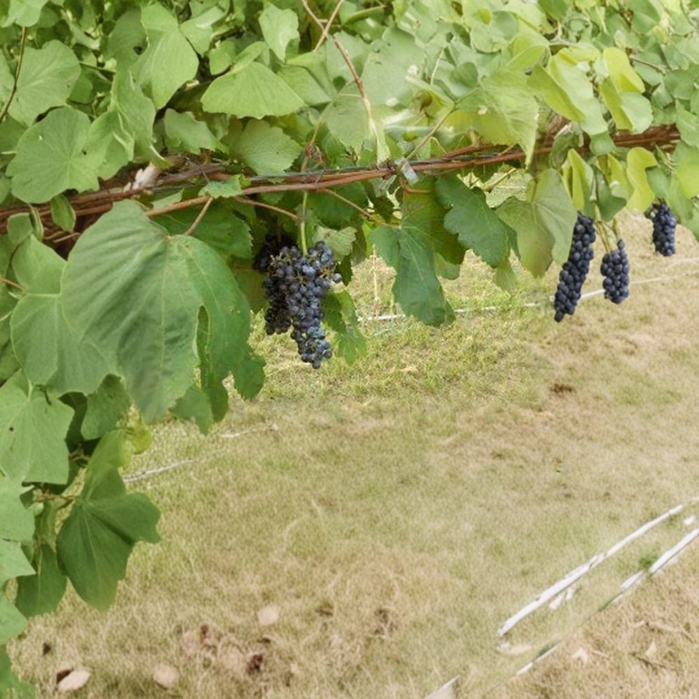 Black Manukka Seedless Grape Vine – Live 1-Gallon Vitis vinifera Self-Fertile Deciduous Fruit Plant