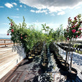 Pippin Apple Tree – 4–6 Feet Tall Live Fruit Tree with Sweet Juicy Apples, Malus domestica, Home Orchard, Easy to Grow