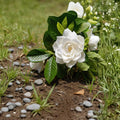 Cape Jasmine Seeds 50 Pack | Fragrant White Gardenia jasminoides Evergreen Shrub for Indoor & Outdoor Growing