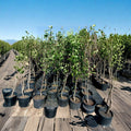 Shinko Asian Pear Tree – Live Fruit Tree | 4–6 Feet Tall | Pyrus pyrifolia | Crisp Juicy Pears | Easy to Grow