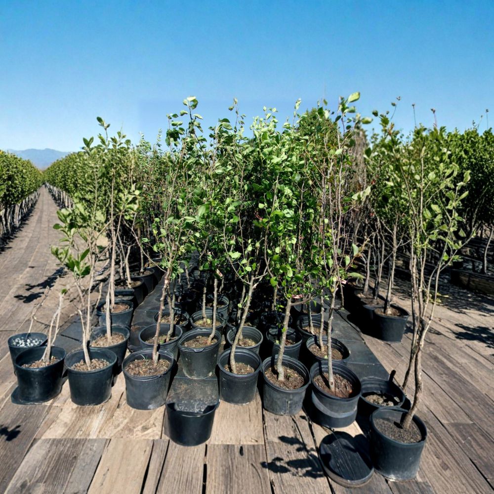 Shinko Asian Pear Tree – Live Fruit Tree | 4–6 Feet Tall | Pyrus pyrifolia | Crisp Juicy Pears | Easy to Grow