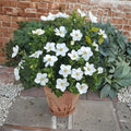 Gardenia jasminoides Seeds | Fragrant White Flowering Evergreen Shrub | Cape Jasmine Seeds for Garden & Container
