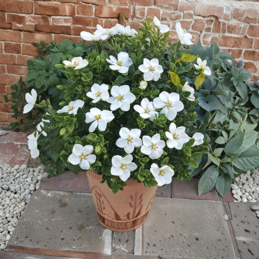 Gardenia jasminoides Seeds | Fragrant White Flowering Evergreen Shrub | Cape Jasmine Seeds for Garden & Container