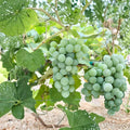 Niagara Grape Cuttings 5 Pack, Vitis labrusca, White Table Grape, Propagation, Home Vineyard, Juicy, Sweet, Deciduous Vine