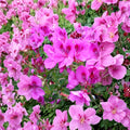 Purple Pink Regal Geranium Cuttings – Pelargonium x domesticum Live Unrooted 6-Inch Clippings for Garden & Patio
