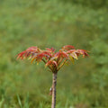 Toona sinensis Live Plant | 1 Gallon Potted Chinese Toon Tree Edible Leaf Vegetable | Fragrant Spring Tree