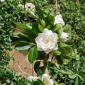 Gardenia Seeds 50 | Fragrant White Flower Shrub | Gardenia jasminoides Cape Jasmine Heirloom Seeds for Outdoor & Indoor Planting
