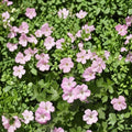 Mavis Simpson Geranium Seeds – 25+ Flower Seeds for Containers & Gardens – Hardy Perennial, Bright Blooms, Geranium pratense
