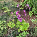Pelargonium radens Seeds – Fragrant Trailing Geranium for Baskets & Ground Cover – Creeping Pelargonium, Low-Growing Perennial