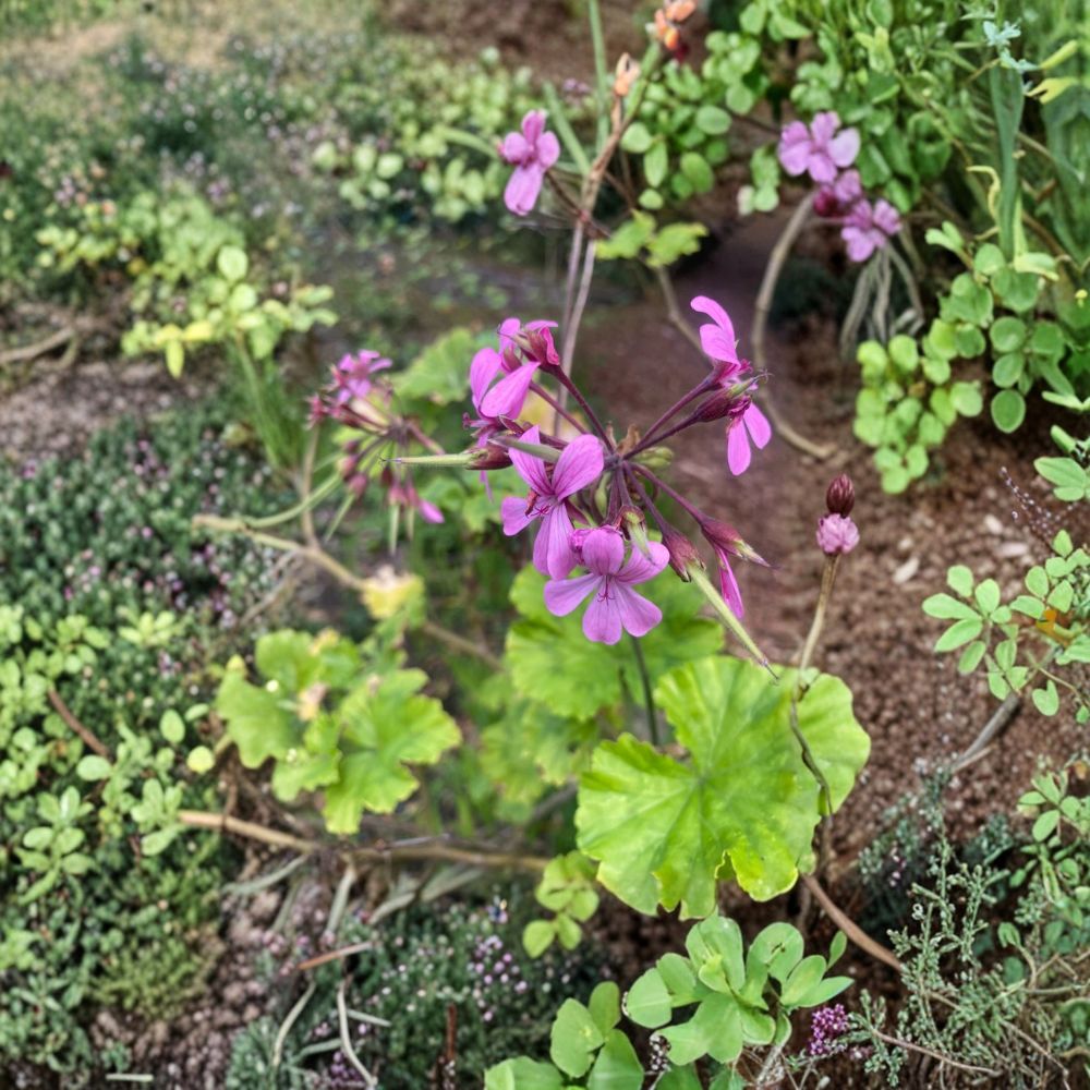 Pelargonium radens Seeds – Fragrant Trailing Geranium for Baskets & Ground Cover – Creeping Pelargonium, Low-Growing Perennial