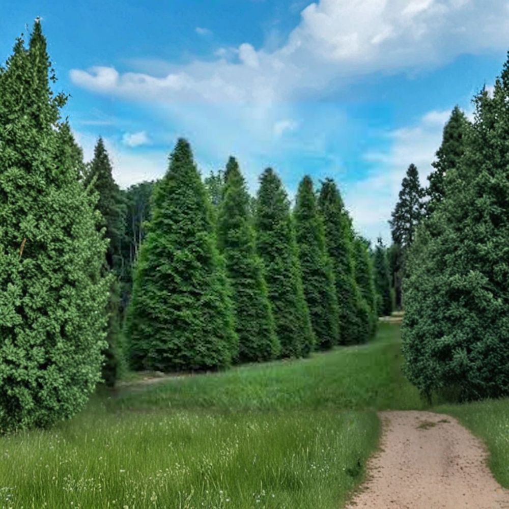 Green Giant Arborvitae Starter Plants – Thuja plicata Bare Root 6–12 Inch Live Trees for Privacy Hedge & Evergreen Screen