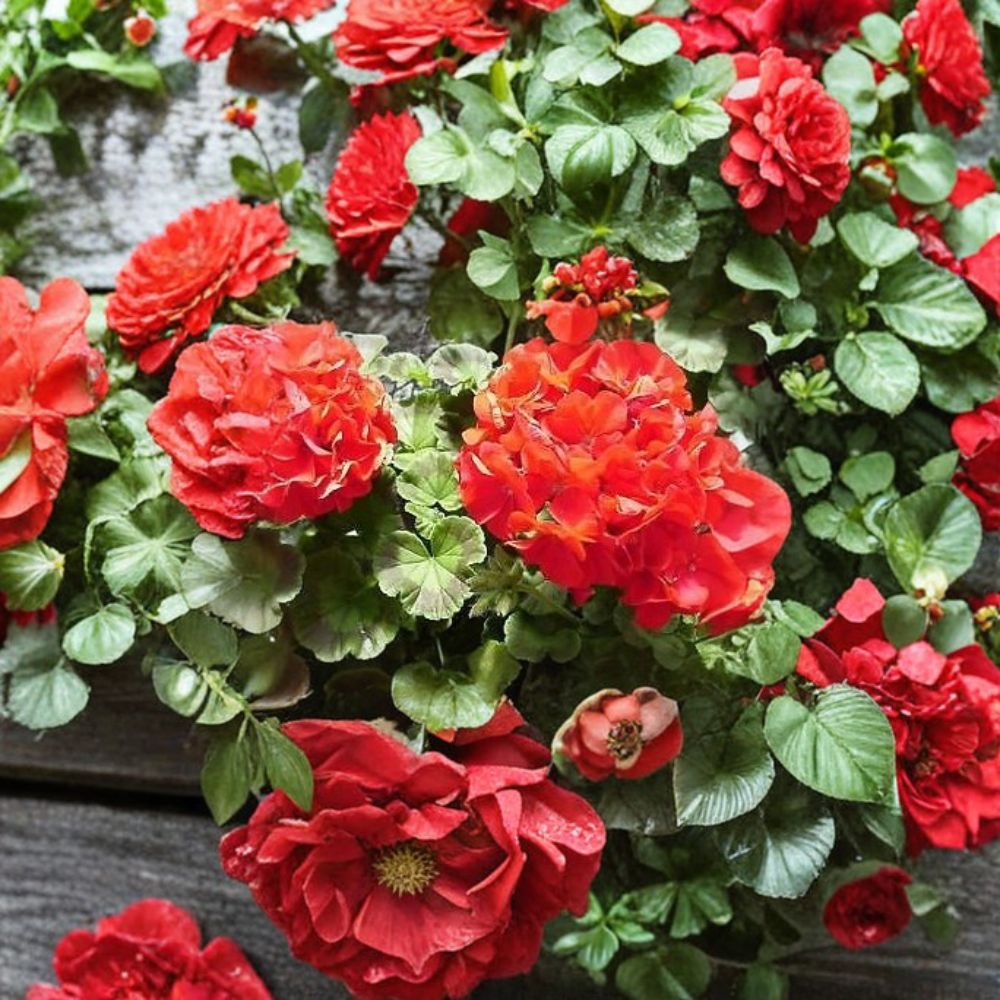 Geranium Seeds | Ringo 2000 Deep Red Pelargonium | Flowering Annual for Containers & Gardens
