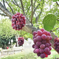 Benifuji Grape Vine Bare Root | Japanese Red Table Grape | Sweet Aromatic Vitis vinifera | Patio & Backyard Fruit Vine