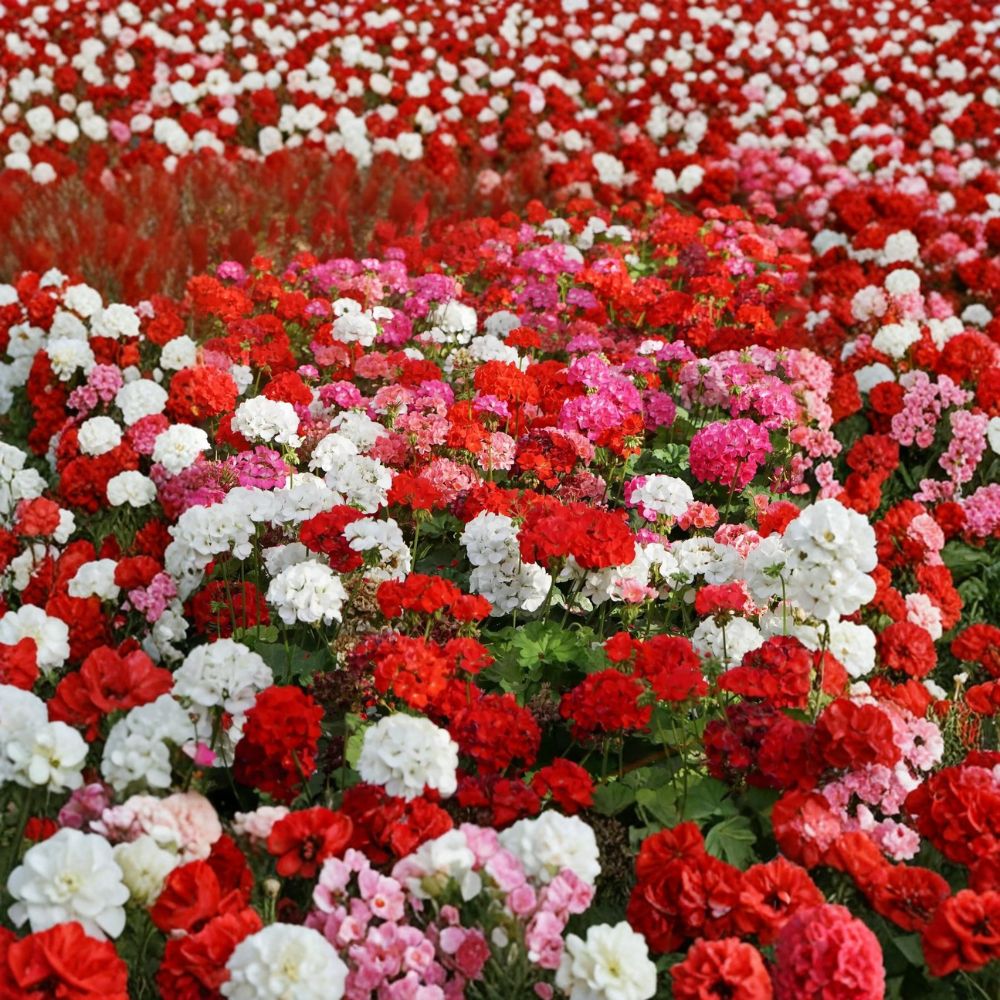 100 Annual Geranium Flower Seeds Mix – Pelargonium zonale Non-GMO Seeds for Containers & Gardens, Vibrant Scarlet White Violet Rose Blooms