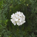 Patriot White Geranium Live Plant – 4-Inch Potted Pelargonium with White Blooms, Easy Care Summer Flowering for Containers & Gardens