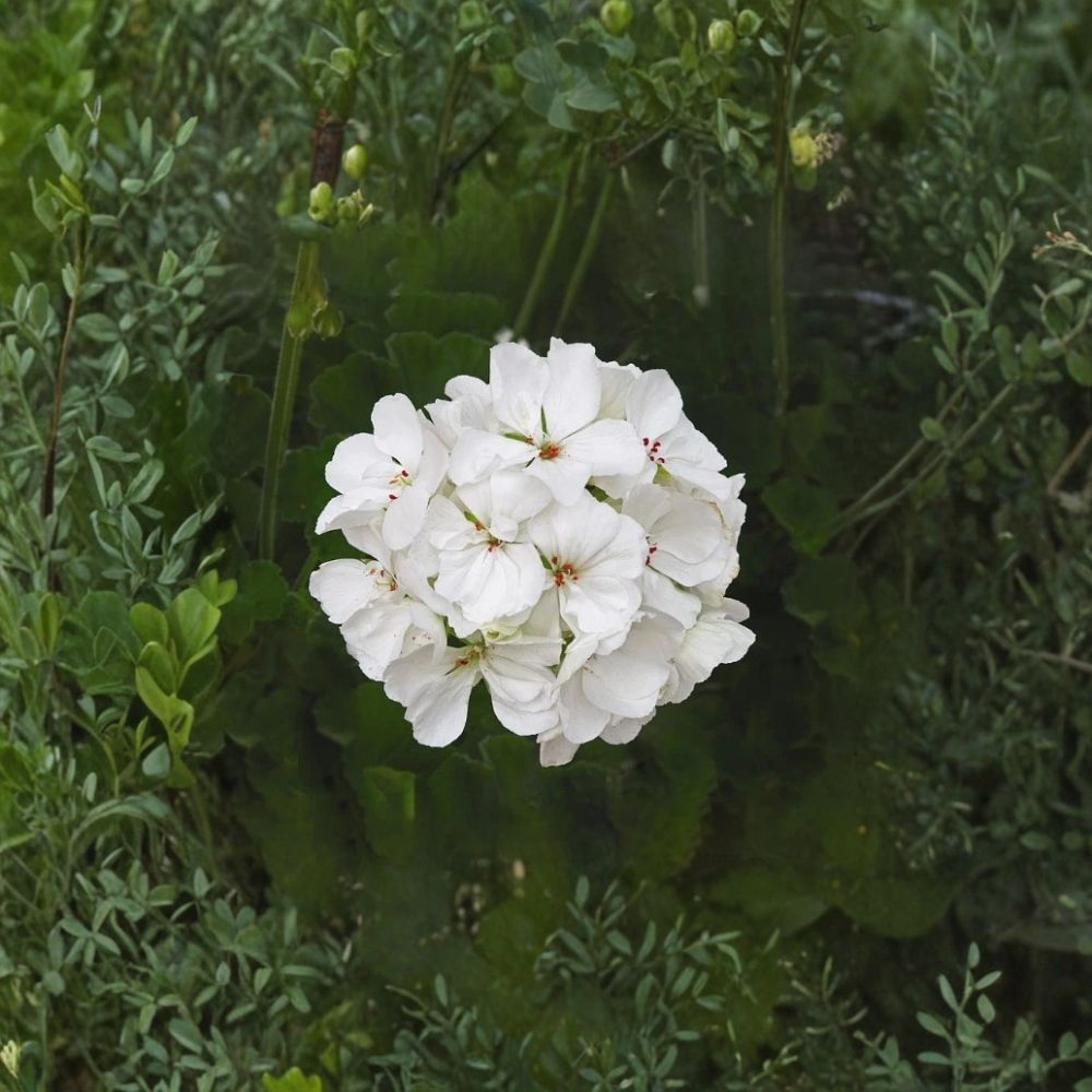 Patriot White Geranium Live Plant – 4-Inch Potted Pelargonium with White Blooms, Easy Care Summer Flowering for Containers & Gardens